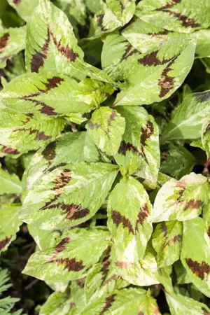 Persicaria 'Indian Summer' - P11
