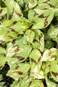 Persicaria 'Indian Summer'