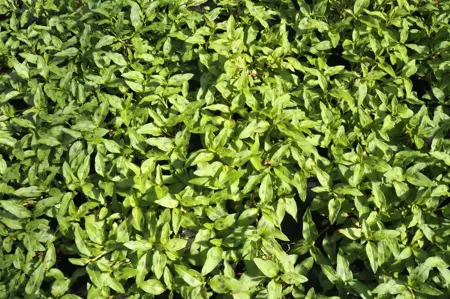 Persicaria odorata - P13 - image 1