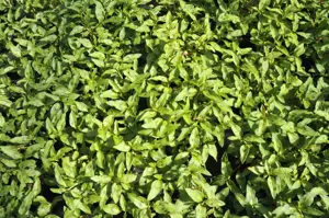 Persicaria odorata