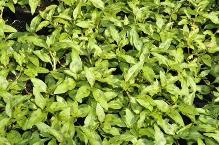 Persicaria odorata - P13 - image 2