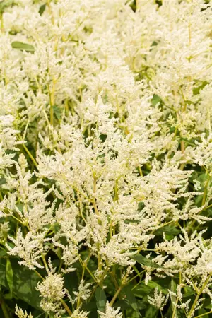 Persicaria polymorpha - P9 - image 2