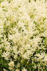 Persicaria polymorpha - P9 - image 2