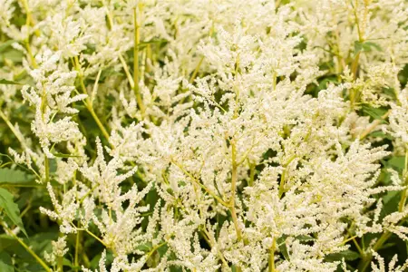Persicaria polymorpha - P9 - image 1