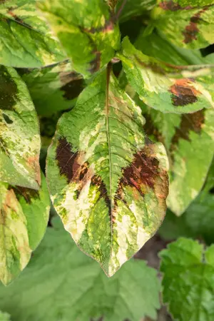 Persicaria virginiana 'Lance Corporal' - P11