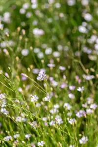 Petrorhagia saxifraga - P9 - image 2
