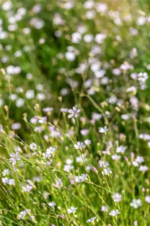 Petrorhagia saxifraga - P9 - image 4