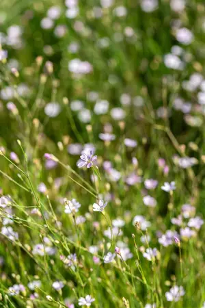 Petrorhagia saxifraga - LINERS 24 CEL TRAY P9 SIZE - image 2