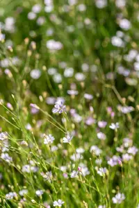 Petrorhagia saxifraga - LINERS 24 CEL TRAY P9 SIZE - image 2