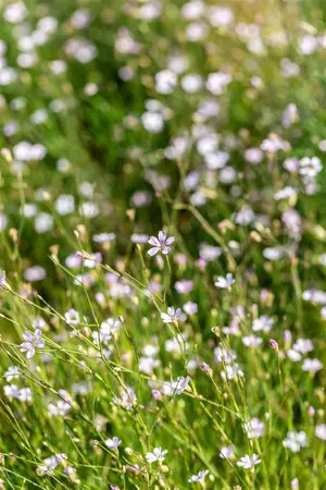Petrorhagia saxifraga - LINERS 24 CEL TRAY P9 SIZE - image 4