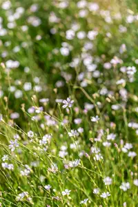 Petrorhagia saxifraga - LINERS 24 CEL TRAY P9 SIZE - image 4