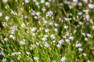 Petrorhagia saxifraga