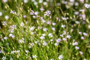 Petrorhagia saxifraga - LINERS 24 CEL TRAY P9 SIZE - image 1