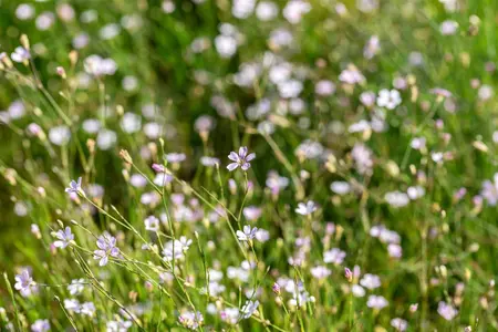 Petrorhagia saxifraga - LINERS 24 CEL TRAY P9 SIZE - image 3