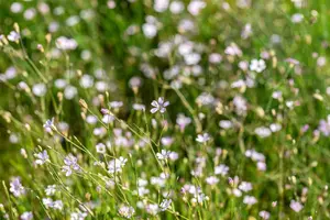Petrorhagia saxifraga - LINERS 24 CEL TRAY P9 SIZE - image 3