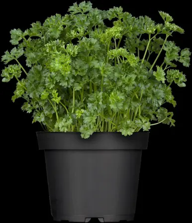 Petroselinum crispum - 2 Ltr pot - image 5