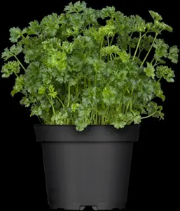 Petroselinum crispum - 2 Ltr pot - image 5