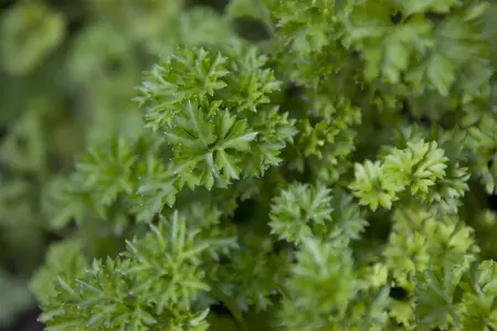 Petroselinum crispum - 2 Ltr pot - image 1