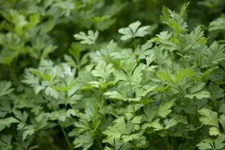 Petroselinum crispum - 2 Ltr pot - image 3