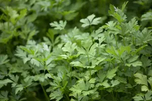 Petroselinum crispum - 2 Ltr pot - image 3