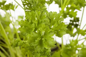Petroselinum crispum - 2 Ltr pot - image 4