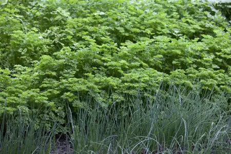 Petroselinum crispum - P9 - image 2