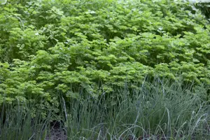 Petroselinum crispum - P9 - image 2