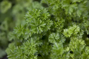 Petroselinum crispum - P11 - image 5