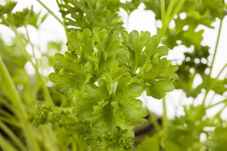 Petroselinum crispum - P11 - image 4