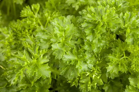 Petroselinum crispum - P11 - image 5