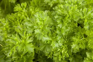 Petroselinum crispum - P11 - image 5