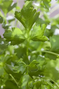 Petroselinum crispum neapolitanum - P11 - image 4