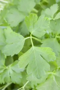 Petroselinum crispum neapolitanum - P11 - image 3