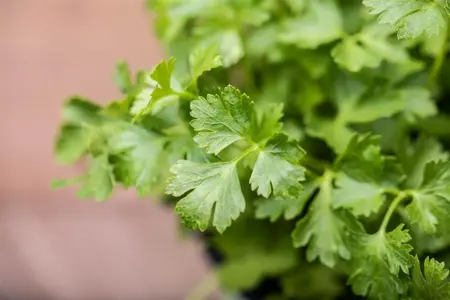 Petroselinum crispum neapolitanum - P13 - image 1
