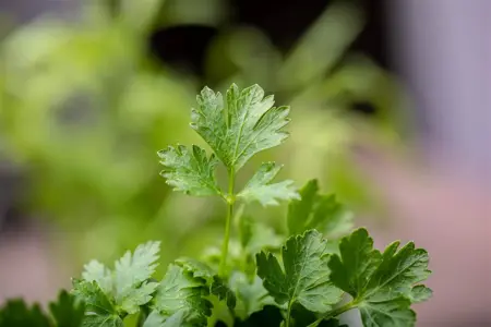 Petroselinum crispum neapolitanum - P13 - image 3