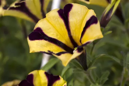 PETUNIA  6Pk - image 5