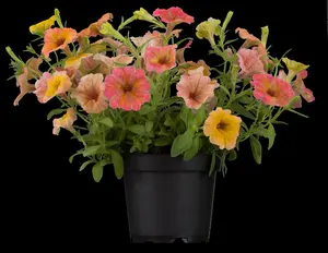PETUNIA  6Pk - image 3