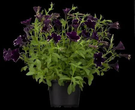 PETUNIA  6Pk - image 1