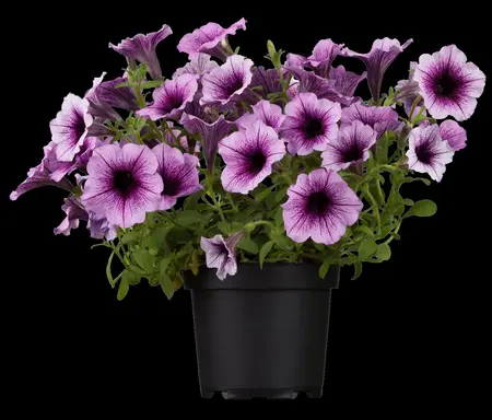 PETUNIA  6Pk - image 4