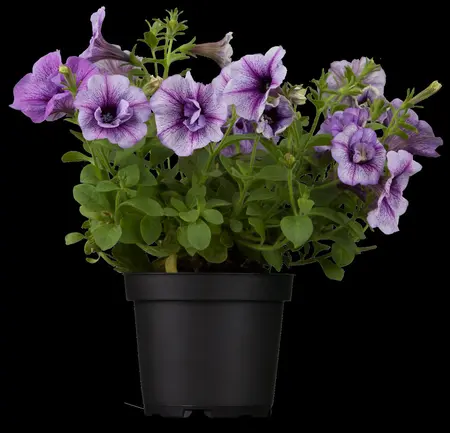 PETUNIA  6Pk - image 2