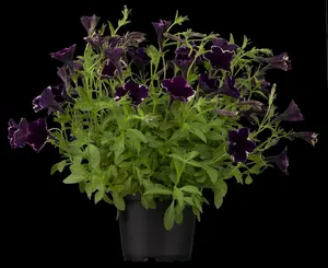 PETUNIA MIXED
