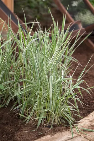 Phalaris arund. 'Picta' - 17 cm aquatic basket