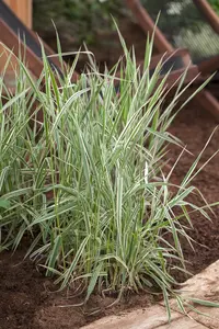 Phalaris arund. 'Picta' - 17 cm aquatic basket
