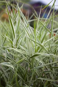 Phalaris arundinacea - P9 - image 2