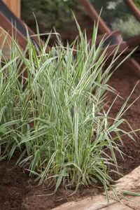 Phalaris arundinacea - 2 Ltr pot - image 3