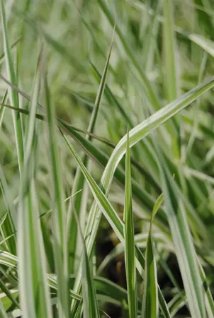 Phalaris arundinacea - P9 - image 1