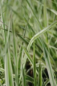 Phalaris arundinacea