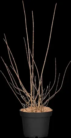 Philadelphus 'Alb?tre' - Liners bare root - image 1