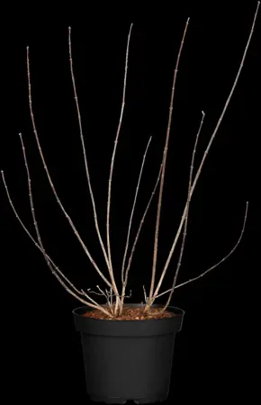 Philadelphus 'Alb?tre' - Liners bare root - image 2