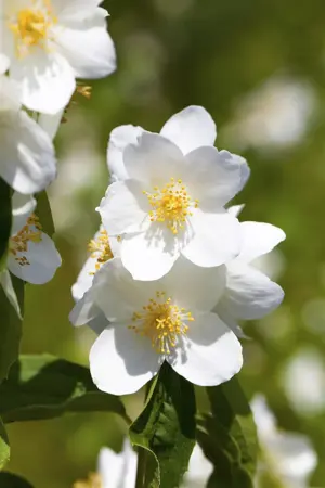 Philadelphus 'Belle Etoile' - 80-100 CM C7.5 - image 2